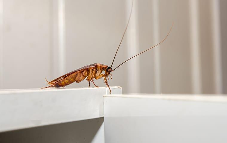 a cockroach on a kitchen counter in a home in memphis tennessee