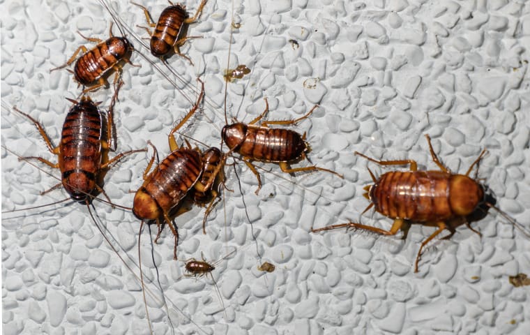 many cockroaches in a bathroom in a home in memphis tennessee