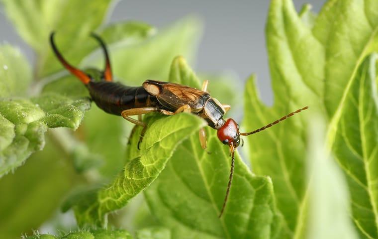 an earwig on a plant outside of a home in memphis tennessee