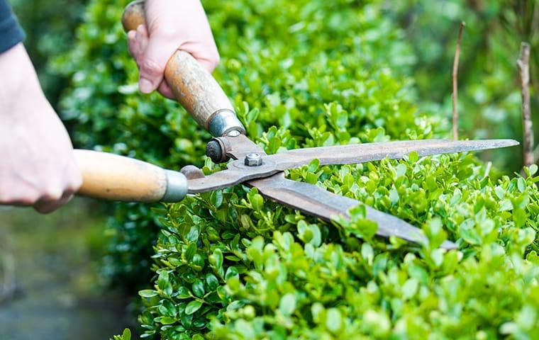 Keep Your Memphis Area Home Looking Nice With Our Lawn Care a technician trimming a hedge outside of a home in memphis tennessee
