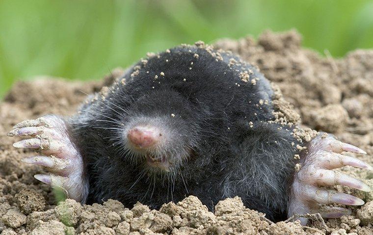 Mole Control In Memphis, TN | Protect Your Property From Moles