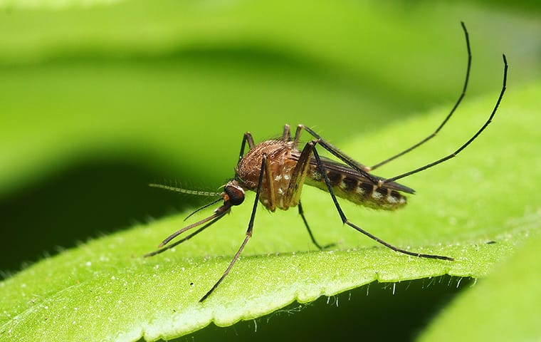 a mosquito on a plant outside of a home in memphis tennessee