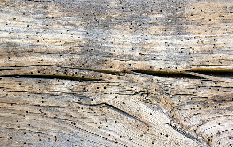 wood damaged by powderpost beetles at a home in memphis tennessee