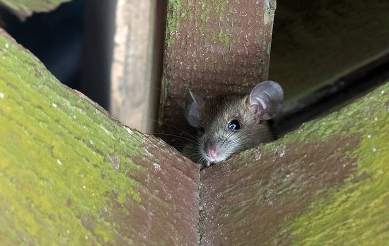 a rat in an attic in a home in memphis tennessee