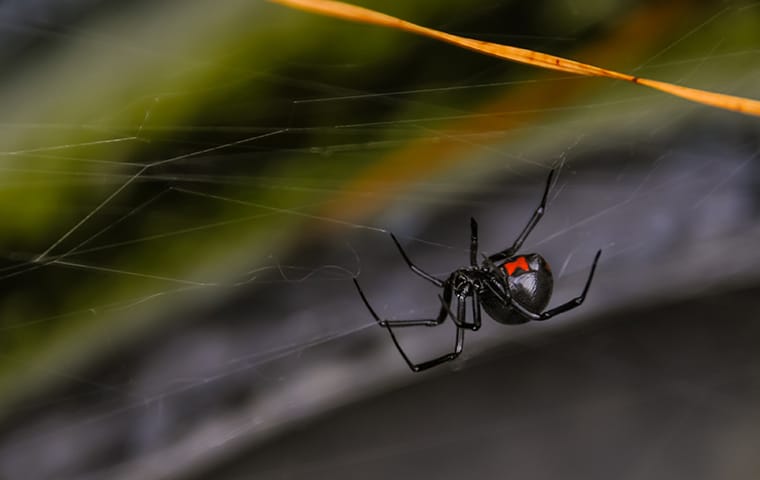 a black widow spider in its web at a home in memphis tennessee