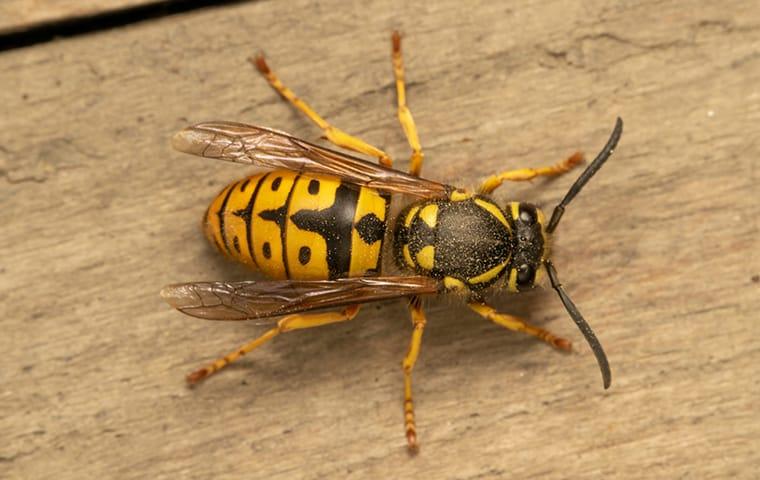 a yellow jacket wasp on a picnic table in memphis tennessee