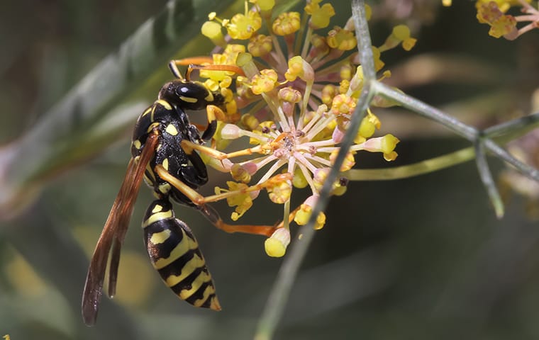 a wasp on a flower outside of a home in memphis tennessee