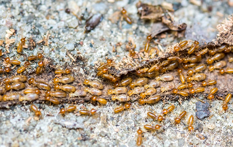 many termites crawling on the ground outside of a home in memphis tennessee
