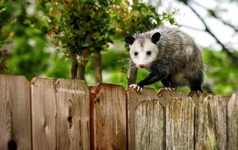 We Remove Wildlife Such As Opossums & Raccoons an opossum on top of a fence outside of a home in memphis tennessee