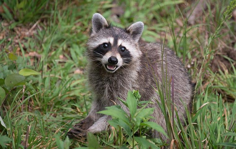 a raccoon in the back yard of a home in memphis tennessee